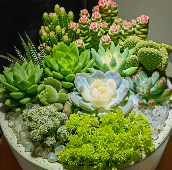 多肉植物佈置