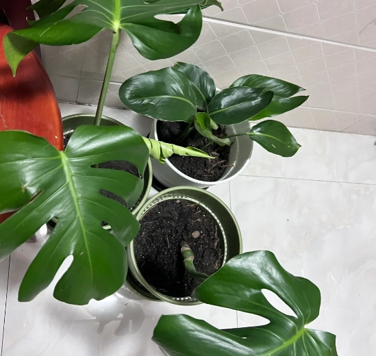 植物葉子捲起來處理