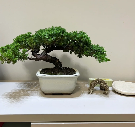 珍珠柏修剪技巧