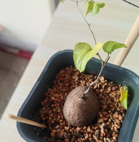 塊根葉子變黃解決