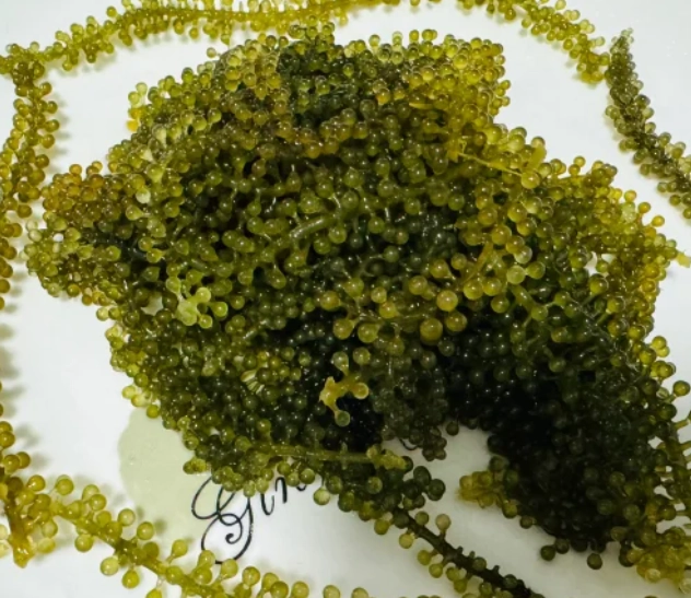 乾燥海葡萄 營養