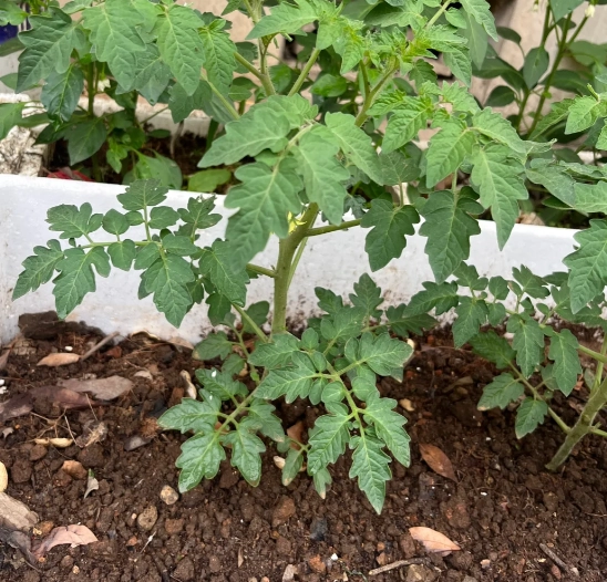 蕃茄施肥方法 蕃茄施肥方法