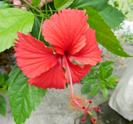 紅色花植物種類 紅色花植物種類