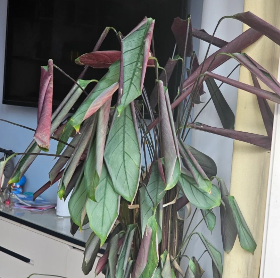 觀葉植物葉子捲曲處理