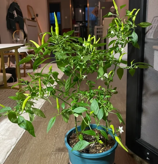 盆栽辣椒照顧 盆栽辣椒照顧