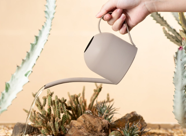 马来西亚多肉浇水