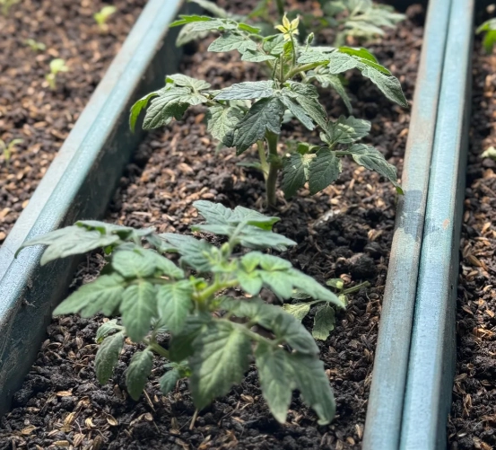 蕃茄施肥方法 蕃茄施肥方法