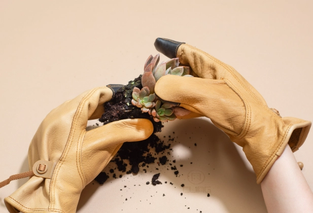 多肉植物換盆時機