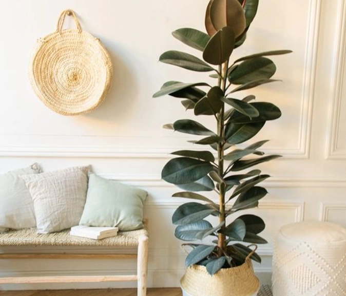 大型室內植物推薦