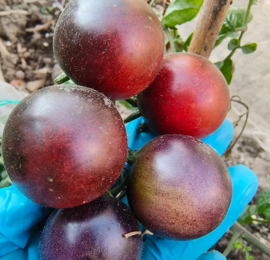 黑柿番茄栽培季節