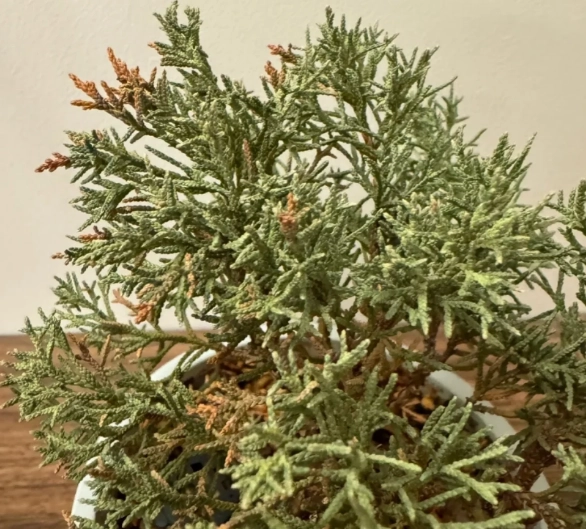 真柏病虫害處理