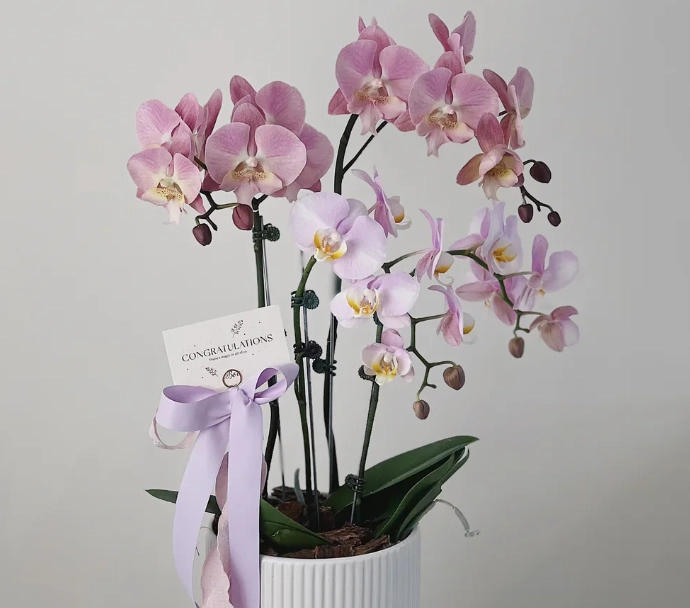 蝴蝶蘭養護方法