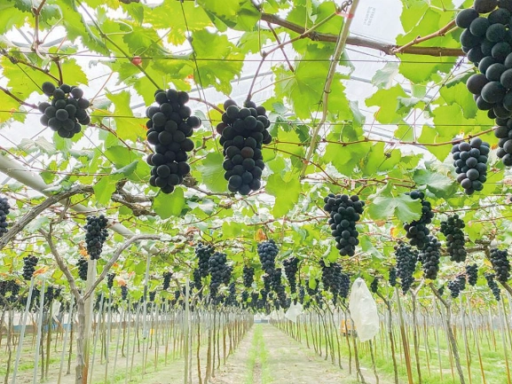 葡萄栽培技巧