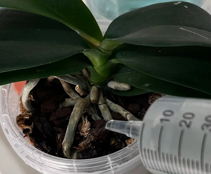 蘭花盆栽澆水方法