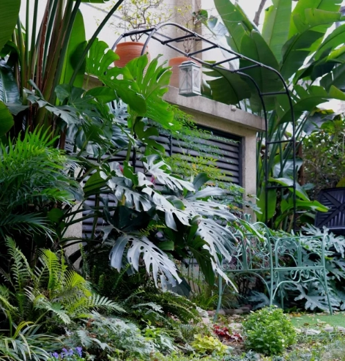 耐陰植物選擇 耐陰植物選擇