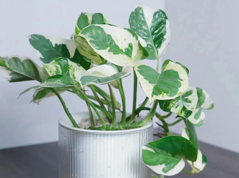 低光照植物照顧 低光照植物照顧