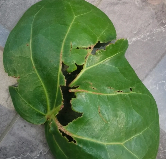 海葡萄葉子受損