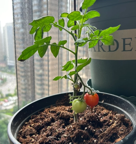 番茄長不大原因