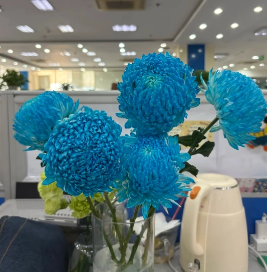 菊花花語藍色 菊花花語藍色