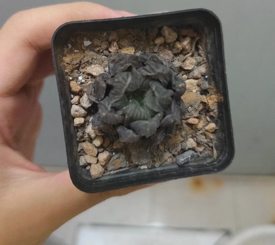 多肉植物乾癟原因