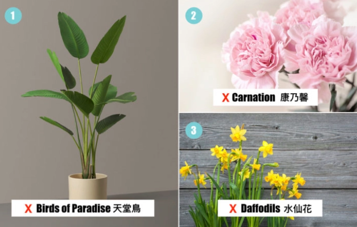 貓咪安全大型植物