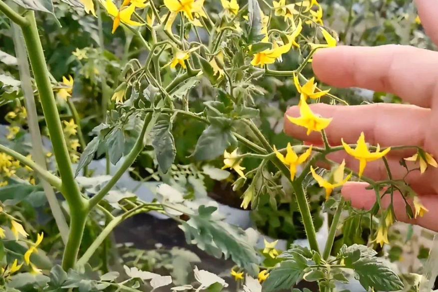 番茄栽培技術 番茄栽培技術