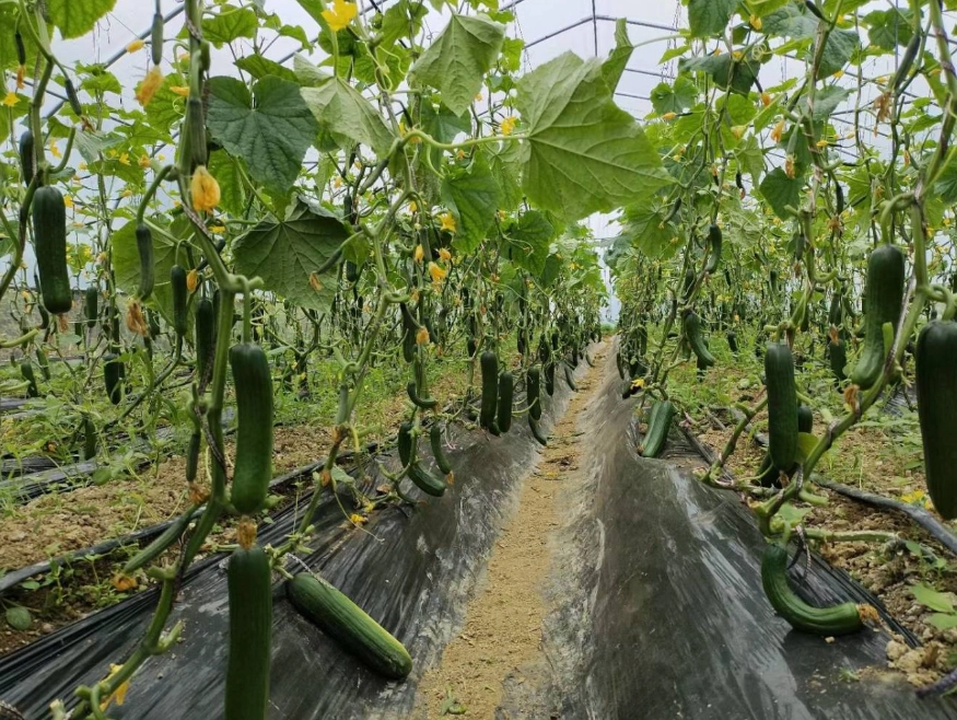小黃瓜栽培方法