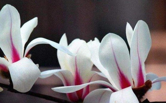 永遠朋友花語 永遠朋友花語