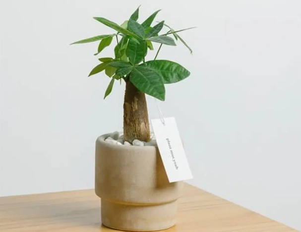 發財樹室內養護