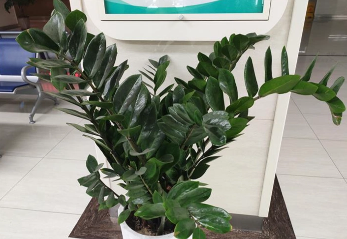 金錢樹放室外注意事項 金錢樹放室外注意事項