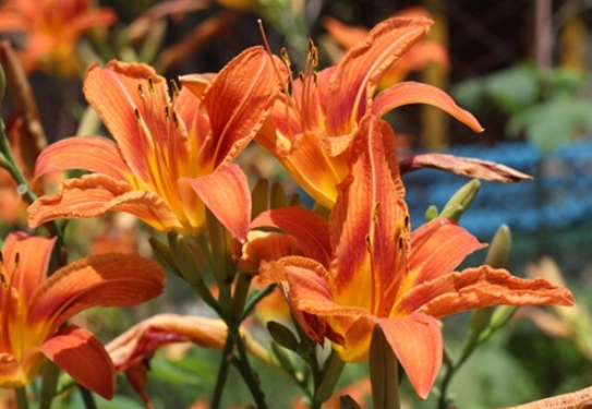 狗 中毒 百合花