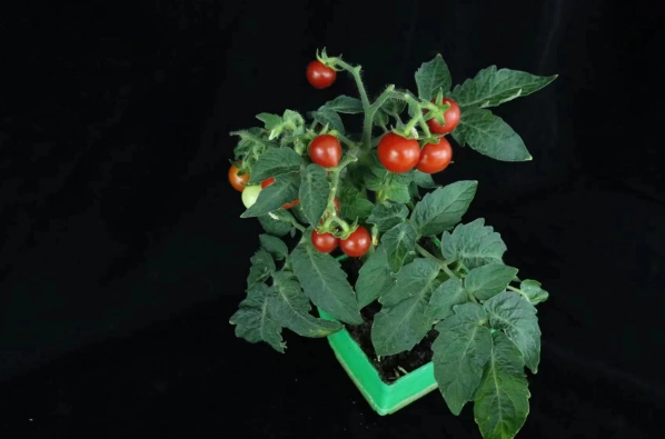 番茄矮化好處 番茄矮化好處