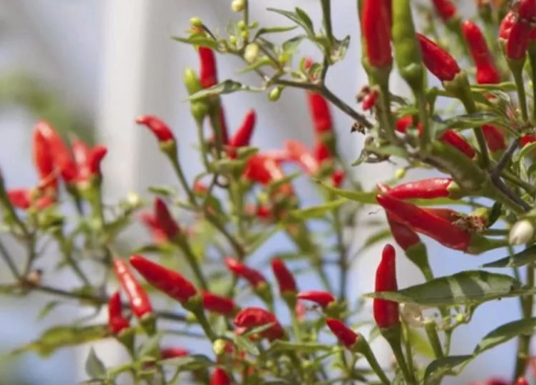 辣椒盆栽種植方法 辣椒盆栽種植方法
