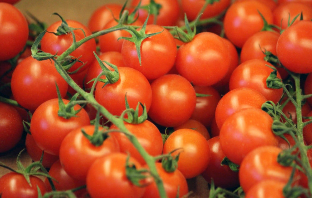 小番茄種植方法 小番茄種植方法