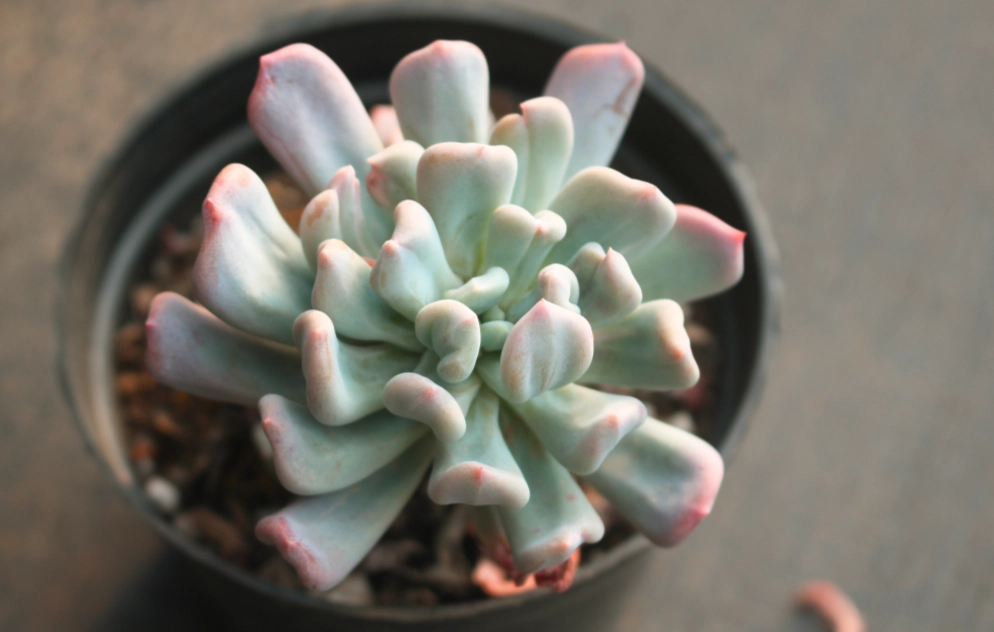 多肉曬太陽方法