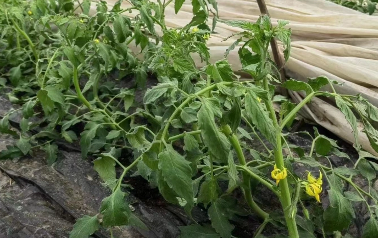 番茄澆水頻率 番茄澆水頻率