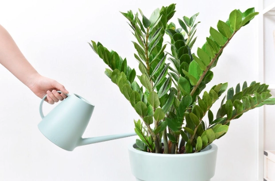 金錢樹變軟原因 金錢樹變軟原因