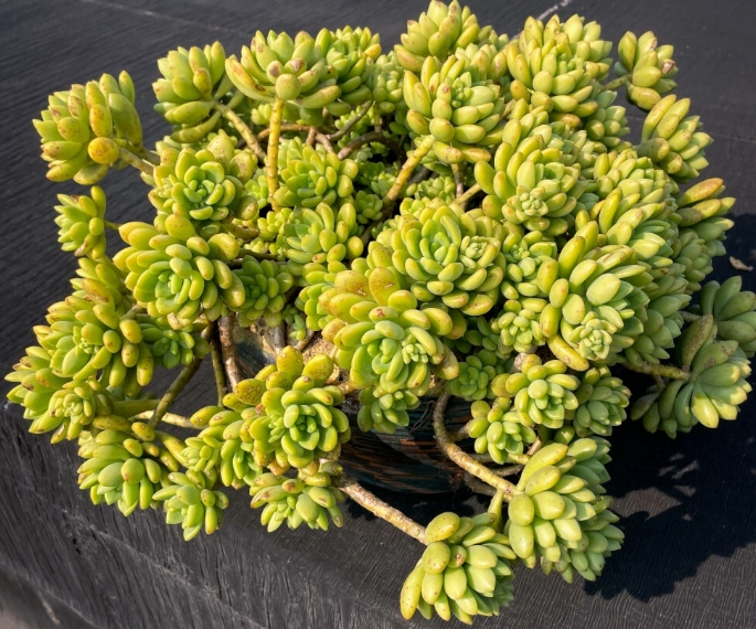 多肉植物換盆步驟 多肉植物換盆步驟