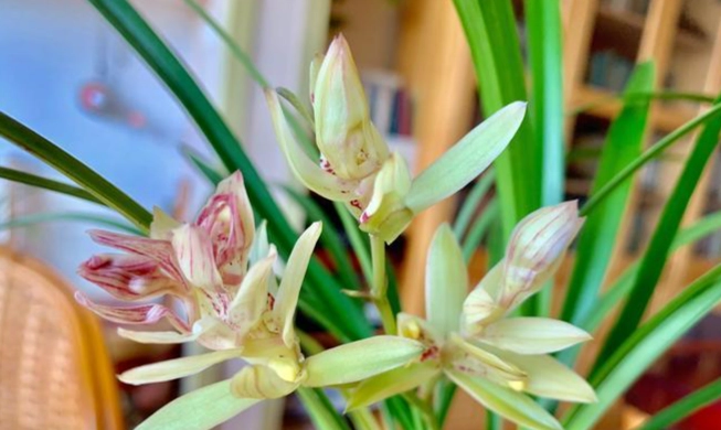 蘭花開花後照顧