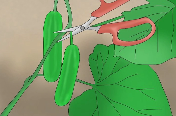 盆栽小黃瓜技巧 盆栽小黃瓜技巧