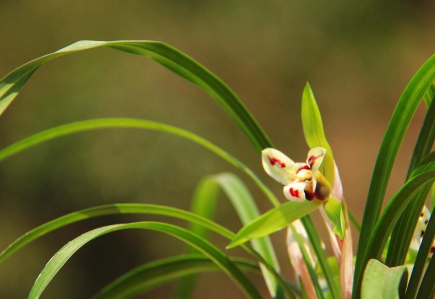 室内植物种植技巧