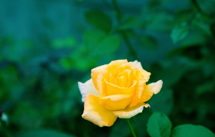 花語意思 花語意思