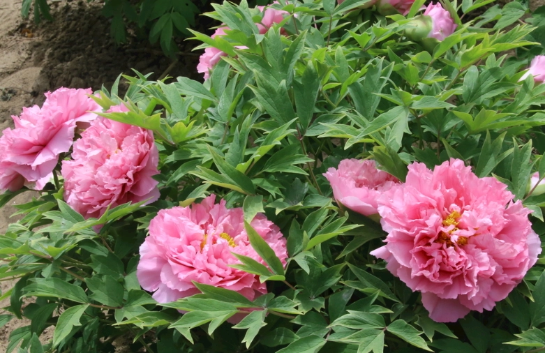 花語大全 花語大全