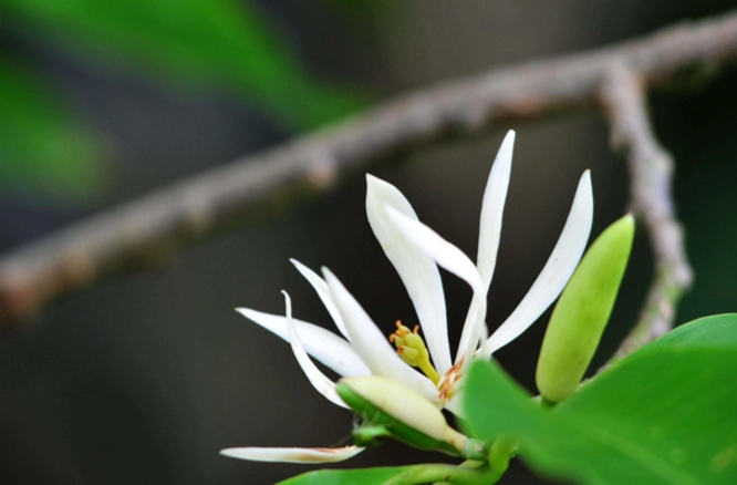 白蘭花樹照顧 白蘭花樹照顧