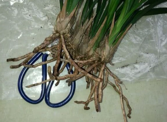 蘭花根部修剪 蘭花根部修剪