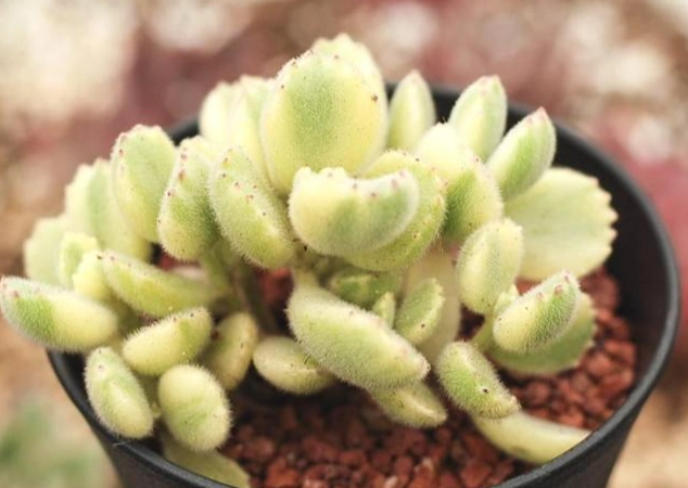 多肉植物光合作用