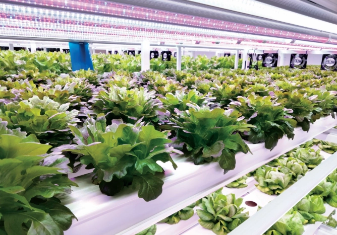 水耕系統比較 水耕系統比較