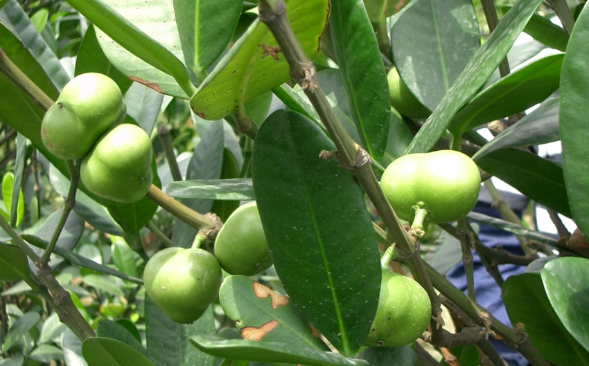 福木照顧方法 福木照顧方法