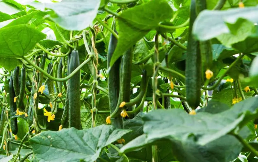 小黃瓜栽培方法