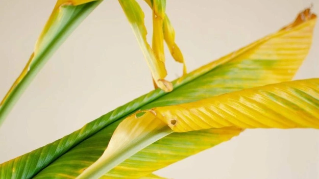 叶子变黄解决方法